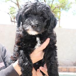 Marvin "Marv" - Black Labradoodle puppy in Las Vegas, Nevada from Patriot Labradoodles