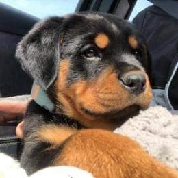 German Shepherd and Rottweiler Puppies from Irish Eyes Von Donahue