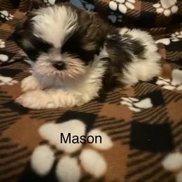 Mason - Black gold and white male Shih Tzu puppy in Jasper, Indiana from Jacob’s Spoiled Shih Tzu
