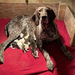 German Shorthaired Pointer Puppies from Dem Feuerhaus Gun Dogs