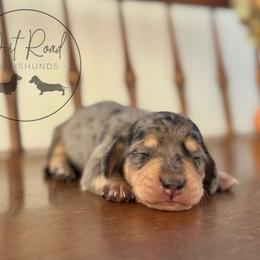 Boy 2 - Dapple male Dachshund puppy in Town Creek, Alabama from Dirt Road Dachshunds
