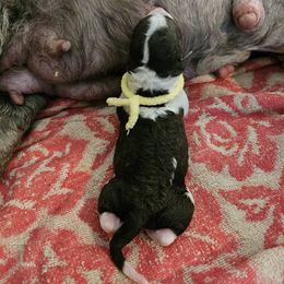 Butternut - Brown and white male Portuguese Water Dog puppy in Beverly Hills, Florida from Allegiance Portuguese Water Dogs