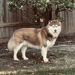 Siberian Husky All Grown Up from Freedom Huskies