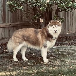 Siberian Husky All Grown Up from Freedom Huskies