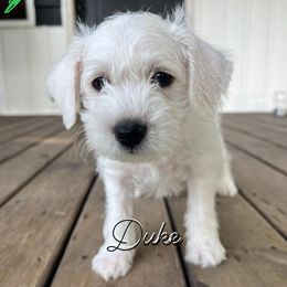 Miniature Schnauzers from Moutain Schnauzer’s