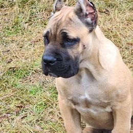Cane Corso from Miracle City