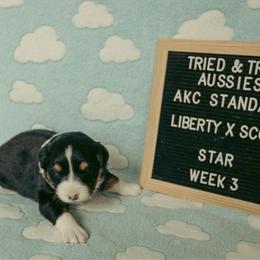 Star - Black tri-color female Australian Shepherd puppy in Cotati, California from Tried and True Aussies