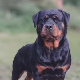 Onyx - Rottweiler