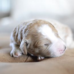 Goldendoodle Puppies from Maggies Doodles