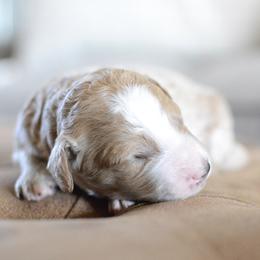 Goldendoodle Puppies from Maggies Doodles