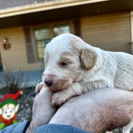 Cream Abstract - White female Bernedoodle puppy in Holt, Missouri from Mindys Doodles