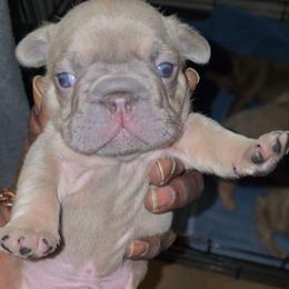 Forrest - Blue male French Bulldog puppy in Charlotte, North Carolina from Solid Bulls Kamp LLC