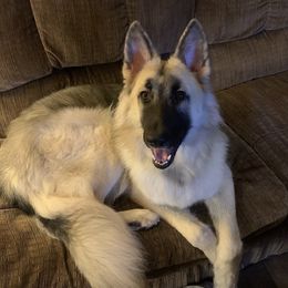 Vesper - Shiloh Shepherd