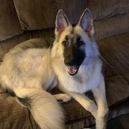 Vesper - Shiloh Shepherd