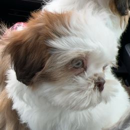 Shihpoo puppies from Puddlejumpers