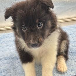 Girl 1 - Black white and tan female Shetland Sheepdog puppy in Pensacola, Florida from Nancy Barger's Siberian Huskies