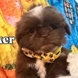 Snickers - Chocolate male Shih Tzu puppy in Cordova, Tennessee from TrueLine kennels