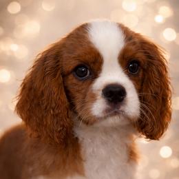 Penne - Blenheim male Cavalier King Charles Spaniel puppy in Sylvester, Georgia from Evera True Spaniels by Michele True