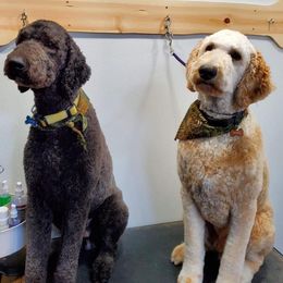 Goldendoodles and Poodles from 580 Poodles & Doodles