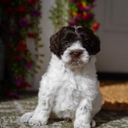 Rosita - Chocolate female Australian Labradoodle puppy in Clarksville, Tennessee from Fairytale Lane Australian Labradoodles