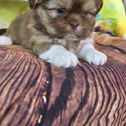 Shih Tzu Puppies from Adeline Joys Shih tzus of Roanoke Virginia