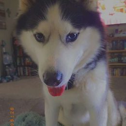 Zeus - Siberian Husky