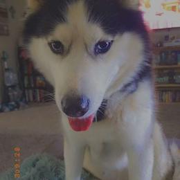 Zeus - Siberian Husky