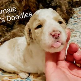 Goldendoodle Puppies from Ninnie's Doodles