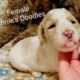 Goldendoodle Puppies from Ninnie's Doodles