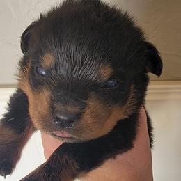 White boy - Black and mahogany male Rottweiler puppy in Custer County, Oklahoma from Rough Creek Kennels