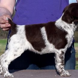 Brittany Puppies from Alar Brittanys