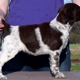 Brittany Puppies from Alar Brittanys