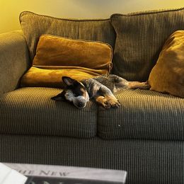 Australian Cattle Dog and Miniature Schnauzer Puppies from B & E Farms