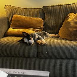 Australian Cattle Dog and Miniature Schnauzer Puppies from B & E Farms