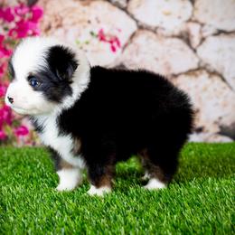 Kodiak - Black tri male Toy Australian Shepherd puppy in Georgetown, Texas from Minikin Manor