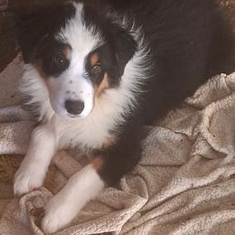 Rocky Road - Black tri-color male Australian Shepherd puppy in Elk Creek, Missouri from Hearts on Fire Australian Shepherds