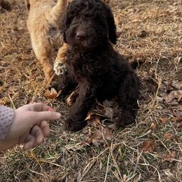 Goldendoodle Puppies from Dani’s Doodles