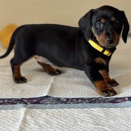 Dachshund Puppies from Wonderland Weenies