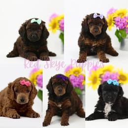 3 Girls Available for Reservation - Sable female Poodle puppy in Republic, Missouri from Red Skye Puppies