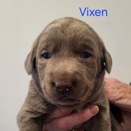 Vixen - Silver female Dilute Retriever puppy in New Providence, Pennsylvania from Southernend Silvers