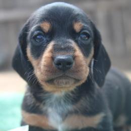 Boy 3 - Black and tan male Dachshund puppy in Windsor, Colorado from Murry’s minis