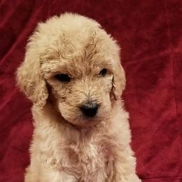 Poodles from Strut Your Stuff Standard Poodles