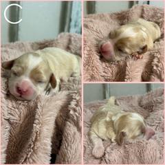 Girl 3 - Ruby female Cavachon puppy in Smoot, Wyoming from Designer Mountain Mutts