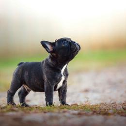 Boy 1 - Brindle and white male French Bulldog puppy in Baytown, Texas from Le Grande Bulldogs