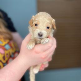 Sylveon - Gold female Havapoo puppy in Surprise, Arizona from Huckleberry Doodles