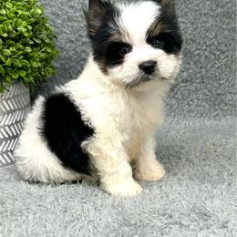 Romeo - Parti male Yorkshire Terrier puppy in Smithville, Oklahoma from Bristy’s Pampered Pups