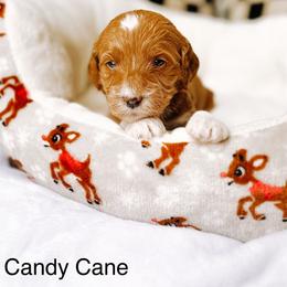 Candy Cane - Red  female Goldendoodle puppy in Lakeland, Florida from Rolling Oak Doodles