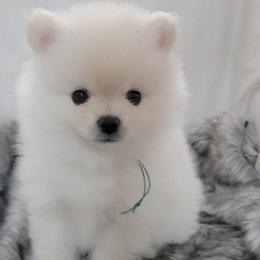 AKC DENVER - MALE - Cream male Pomeranian puppy in Bolivia, North Carolina from Red Wagon Pomeranians