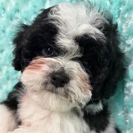Beseme's Playing His Cards Right (''Jack Wilder'') - Black and white male Havanese puppy in Salt Lake City, Utah from Beseme Havanese