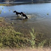 Gordon Setter Puppies from Sunshine Hill Top Gordon